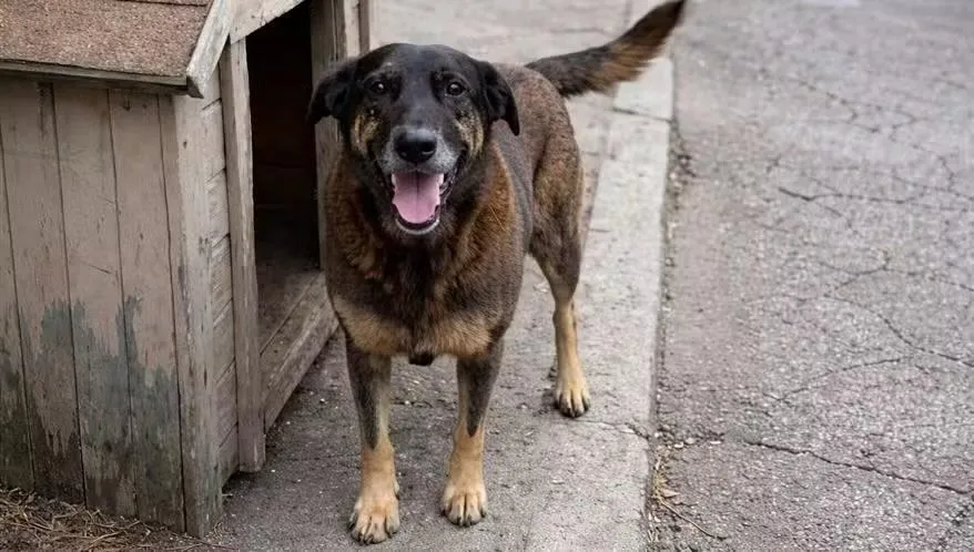 Arquivamento do caso do Cão Orelha levanta discussão sobre proteção animal e transparência jurídica