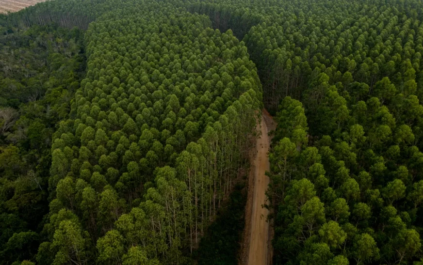 Cultivo de eucalipto na Bahia impulsiona combate às mudanças de clima