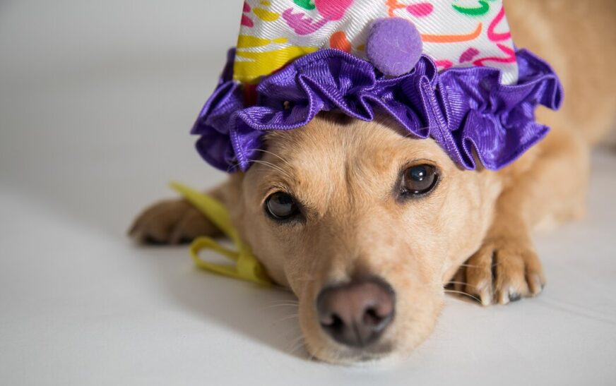Carnaval animal: saiba os riscos de usar fantasias nos pets