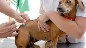 Estácio Feira de Santana recebe campanha de vacinação para cães e gatos nesta sexta-feira (15)