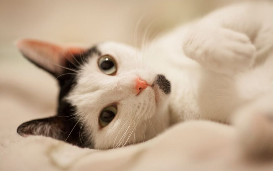 Popularidade dos gatos cresce no Brasil, mas superstições persistem