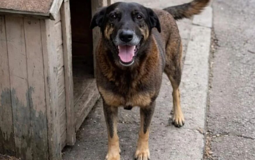 Caso do cão Orelha reacende debate sobre violência contra animais, punições previstas em lei e responsabilização de adolescentes e responsáveis