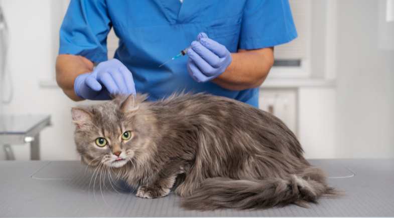 Brasil chega a uma década sem registros de raiva humana de origem canina