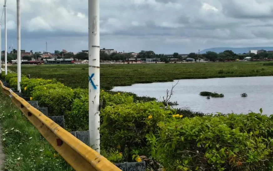 Baronesas sufocam o Velho Chico: a crise invisível que ameaça o Rio São Francisco