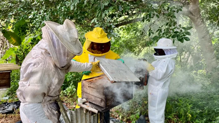 Governo da Bahia fortalece a apicultura no Recôncavo com entrega de 220 kits