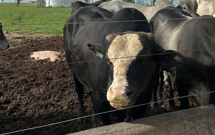 Menos animal para abate faz arroba do boi chegar R$ 345 e fecha março em alta na região de Feira