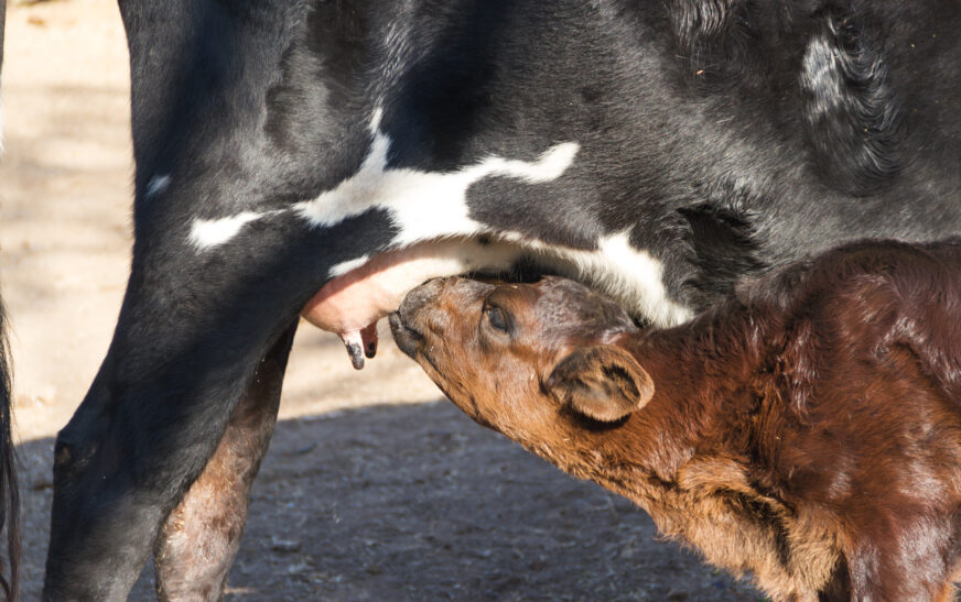 Abril Laranja: Manejo adequado no desmame de bezerros é pilar contra os maus-tratos no campo